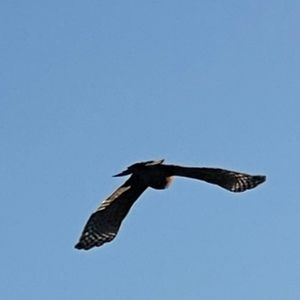 Meet your Posher, Georgia